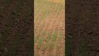 Early sowing of wheat newsong song punjabisong love shortsviral agriculture trendingshorts [upl. by Freddie]