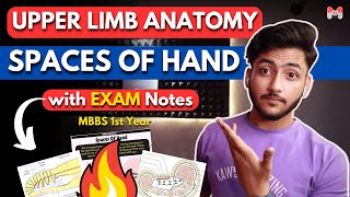 Upper Limb Anatomy  Spaces of Hand  MBBS 1st Year  Full Explanation With Exam Notes [upl. by Llebiram]