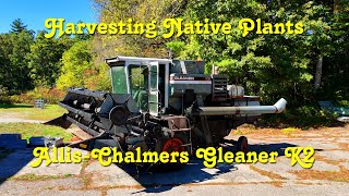 Harvesting Native Plants With An AllisChalmers Gleaner K2 2024 [upl. by Pressman185]