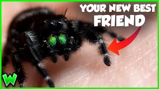 This Spider Will CURE Your Arachnophobia  The Bold Jumping Spider [upl. by Aydni638]