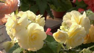 A tour of the Begonia House at White Flower Farm [upl. by Anahpets]