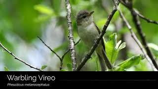 Warbling Vireo Song [upl. by Ly153]