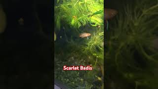 Scarlet Badis night checks scarlet fish fry hobby aquascape aquarium tank plantedtanksetup [upl. by Eenoj610]