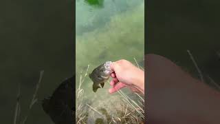 Panfish release 174 fishingvideo seabassfish freshwaterfish [upl. by Templia170]