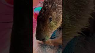 Capybara and Capybara [upl. by Roana]