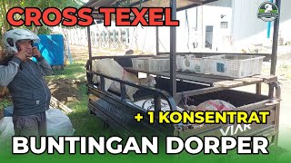 CROSS TEXEL BUNTINGAN DORPER FULL BLOOD  KONSENTRAT OTW BATANG [upl. by Shani]