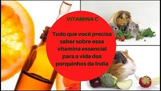 Tudo que você precisa saber sobre a vitamina C para porquinhos da ìndia [upl. by Calandra]