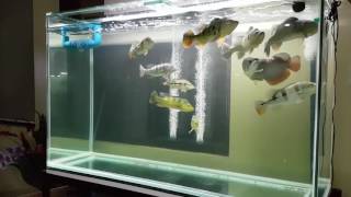 FEEDING MY MONSTER PEACOCKBASS AND ASIAN AROWANA [upl. by Claudianus]