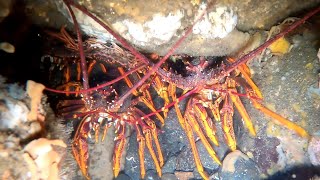 Heaps of MASSIVE CRAYS Night dive [upl. by Aw]