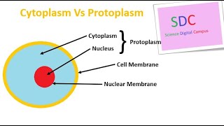 Cytoplasm and Protoplasm [upl. by Kattie]