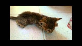 must crylast moments of kitten after mum hit by car RIP [upl. by Capp]