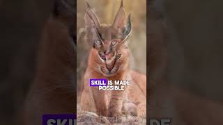 Why Caracals Are Natures BEST Acrobats facts animals fyp wildlife nature shorts [upl. by Om]