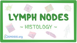 Lymph Nodes Histology [upl. by Harutak]