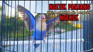 suara Burung LOVEBIRD NGETIK SAMBUNG NGEKEK ampuh untuk PANCINGAN LOVEBIRD FIGHTER Labet Ngekek [upl. by Noid]