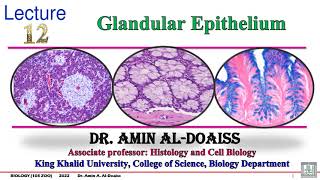 12Glandular epithelium Connective tissue [upl. by Letizia]