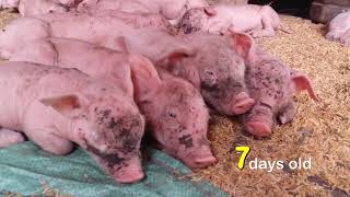 Baby Piglets Are Born More Than Their Mothers Breasts  Bousra [upl. by Mapel]