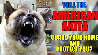 Akita Guards Home From INTRUDER americanakita dog crime simulation guarddog [upl. by Atsocal999]