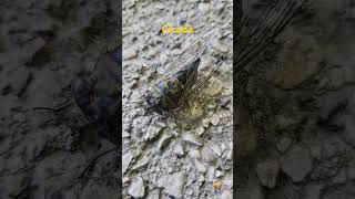 Fun Facts About A Cicada  The Loudest Insect In The World cicada cicadas insect insects [upl. by Sybyl239]