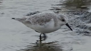 Sanderlings Birds of Lanzarote [upl. by Morgana815]