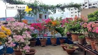 Bougainvillea plant flower 🌼 🌸 [upl. by Foy]