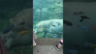 Watching the Hippos swim at the zoo zoo animals hippo kids family fun shorts travel texas [upl. by Magner]