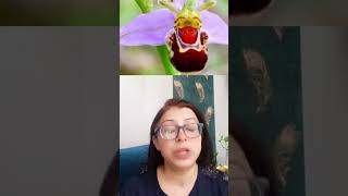 AMAZING FACTS OF MUTUALISM ORCHID OPHRYS VS BEEBOTANYECOLOGY biology biodiversityanimals neet🔥 [upl. by Iemaj]