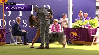 Collies Rough  Breed Judging 2024 [upl. by Nerte]