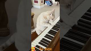 Cat play piano cat kitten funnycat [upl. by Atsahc]