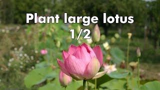 How to plant large lotus rhizome [upl. by Brubaker268]