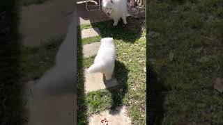 Samoyed puppy pounce [upl. by Oad655]