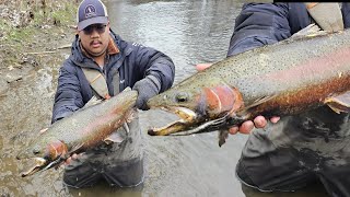 January Steelhead Fishing 2024 Catching Brown Trout And Steelhead Erie PA [upl. by Schoof]