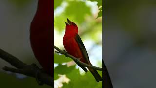 Listen to the Beautiful Song of the Scarlet Tanager a Red Bird Found in Eastern US [upl. by Atinrehs418]