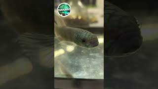 Betta macrostoma terrario animals pets aquarium fish betta bettafish poisson vivarium tank [upl. by Ettenig]