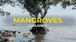 What are Mangrove Trees  Eco Facts  One Tree Planted [upl. by Eimat]