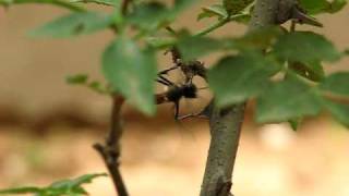 Threadwaisted Digger Wasp （Ammophila nigricans）泥蜂 [upl. by Accebor]