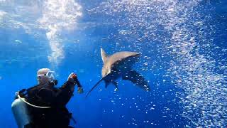 How NOT to dive with longimanus Sharks Elphinstone Reef 2022 [upl. by Yliab]