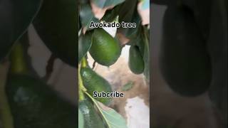 Avokadoavokadotreeavokadoplantfoodfruitavocadokiwi [upl. by Ydur]