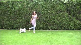 Havanese Emilia amp canine freestyle dog dance [upl. by Emerej]