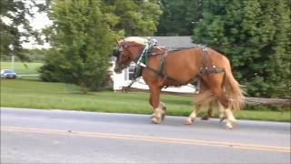 Haflinger geldings James and Joe For sale [upl. by Goldston]