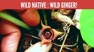 Discover Wild Gingers hidden flower and culinary history [upl. by Glaab934]