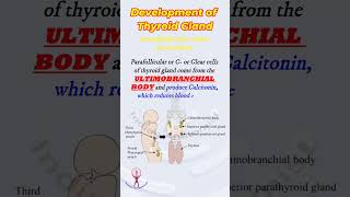 Shorts Thyroid gland development  embryology [upl. by Fondea]