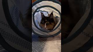 I’m not to big mainecoon cat tunnel big [upl. by Cliffes]