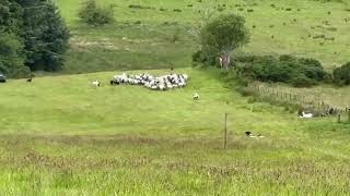 Lot 3  Foxridge Dale  3724  Farmers Marts Dolgellau Online Sheepdog Auction [upl. by Inattyrb227]