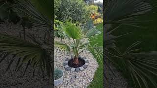 Palma Washingtonia Robusta 🤩🌴🌴palmy palmawashingtoniarobusta plants nature gardening ogród [upl. by Geralda]