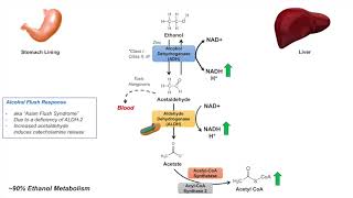 Ethanol Absorption and Metabolism  Alcohol Metabolism Pathway [upl. by Divadnhoj]