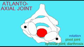 AP1 SKELETAL SYSTEM ATLANTOAXIAL JOINT [upl. by Mariellen82]