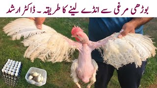 How to Boost Eggs Production in Cold Months  Winter Poultry Flock Management  Dr ARSHAD [upl. by Aicilaf]