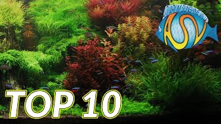 Aquariumplanten Deze TOP 10 aquariumplanten wil je gezien hebben  Aquarium Sunshine Valley [upl. by Zosi]