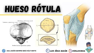 Hueso Rótula o Patela  Caras Bordes Ligamentos Variantes Tipos de Fracturas [upl. by Fitts]