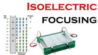 Isoelectric focusing in 2d gel electrophoresis [upl. by Otrevogir487]